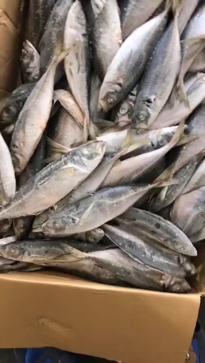 Horse Mackerel