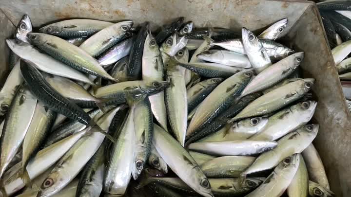 Mackerel Whole Round