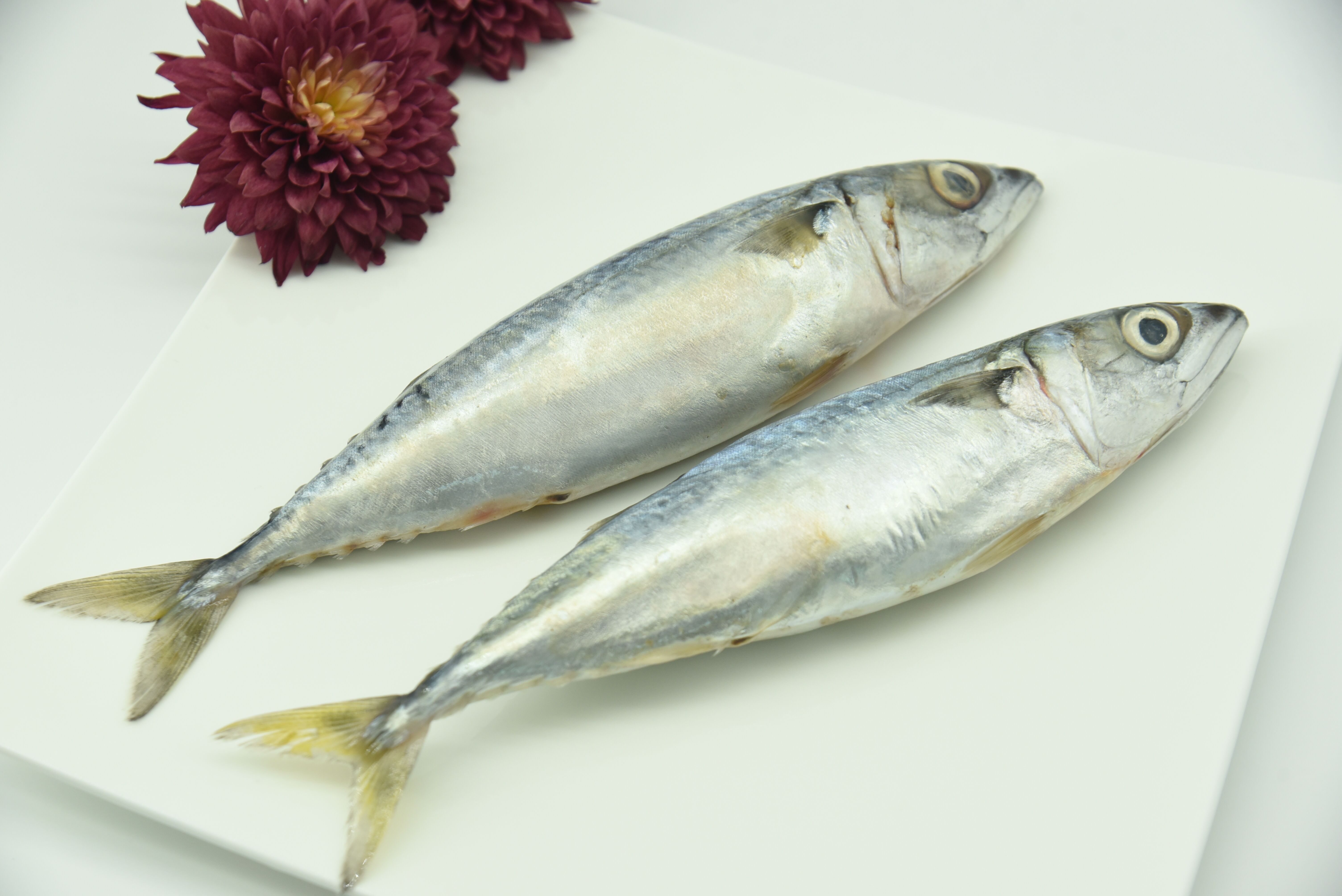 Mackerel Whole Round