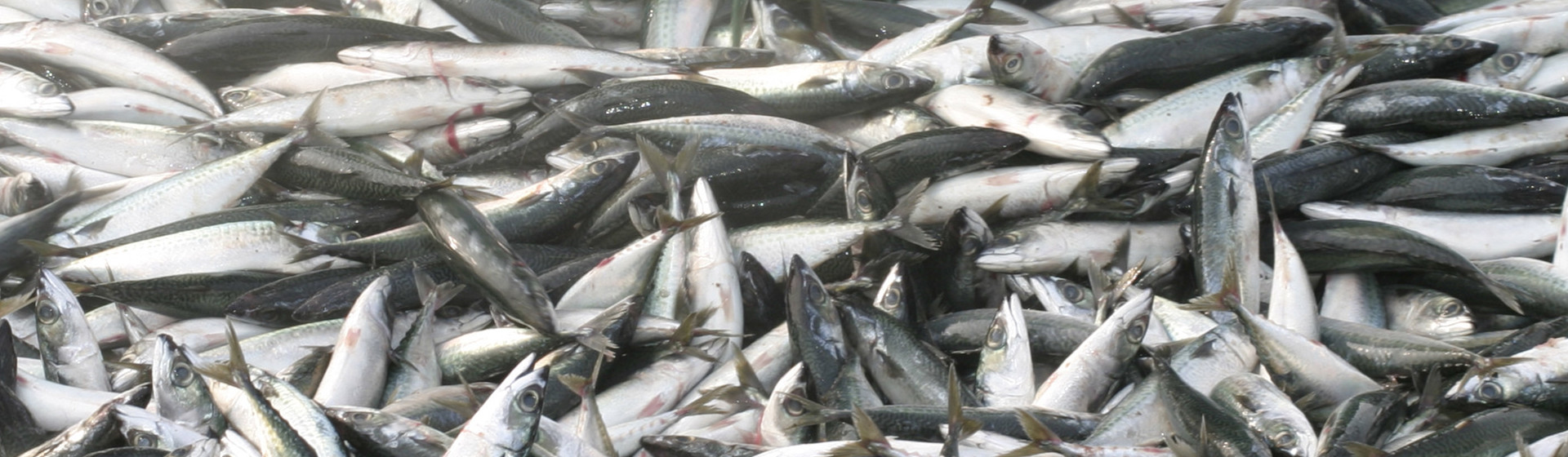 Zhoushan City Shuangying Aquatic Products Co., Ltd.